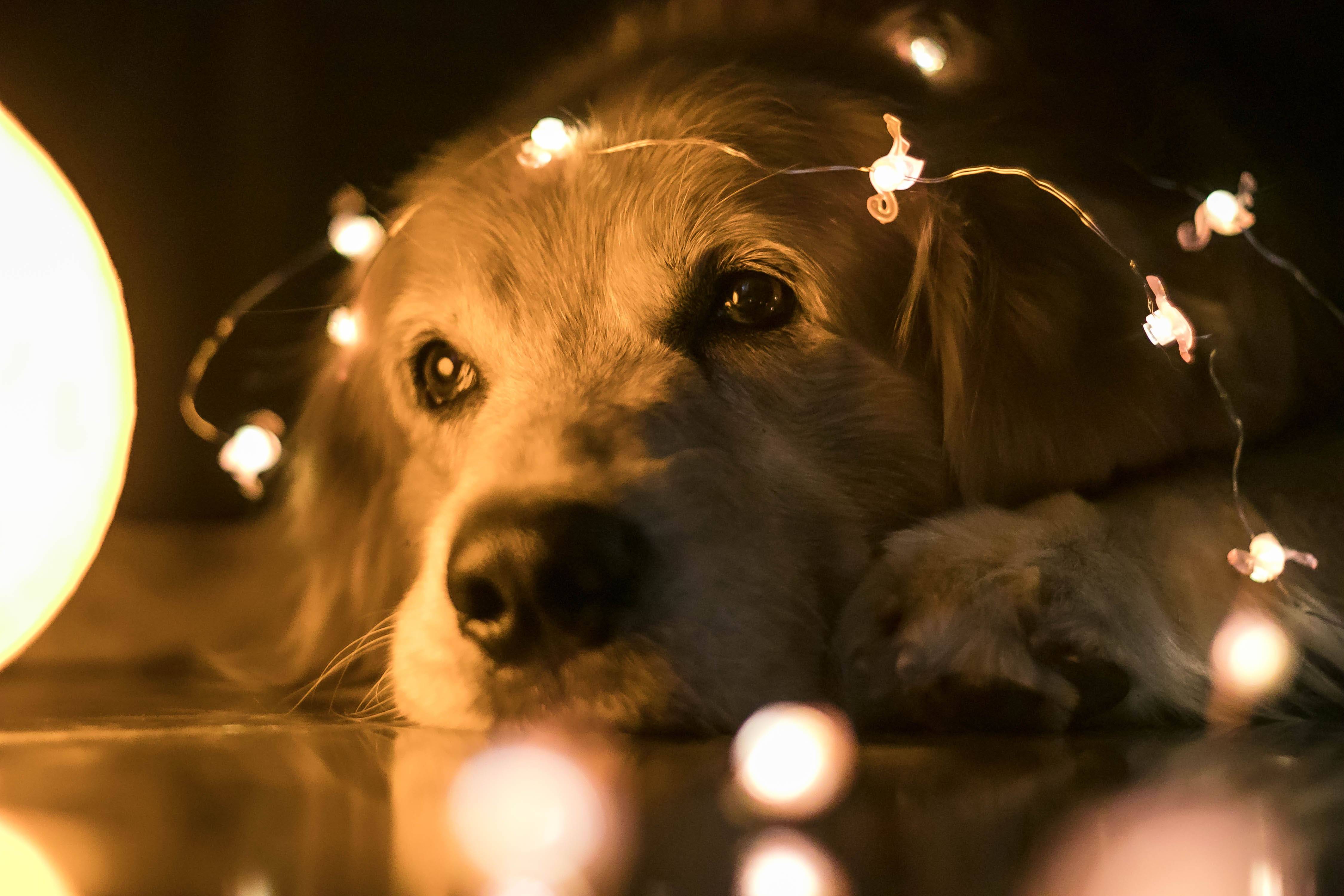 Como proteger o pet dos fogos e ruídos nas festas de fim de ano